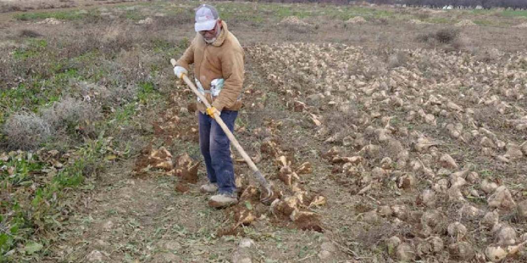 Eylül’de başlayan hasat mutlu bitti! Yüksek verim üreticiyi güldürdü: “Çiftçinin önemli bir gelir kaynağı” 1